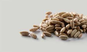 Roggen, hydrothermisch behandelt